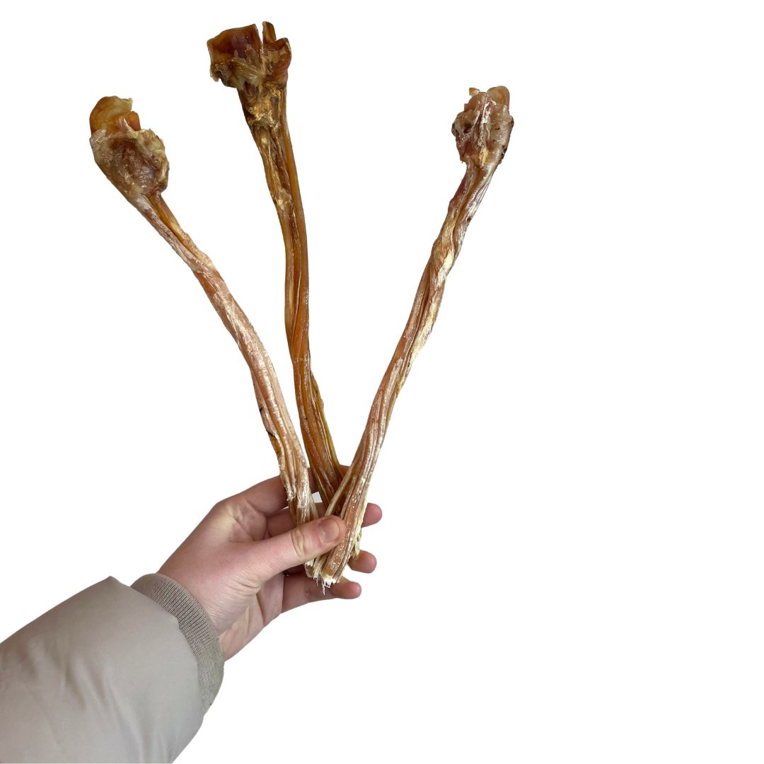 Ostrich Tendon