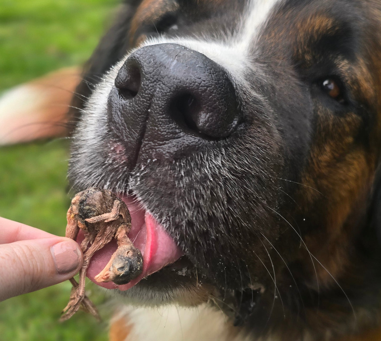 Freeze Dried Whole Quail