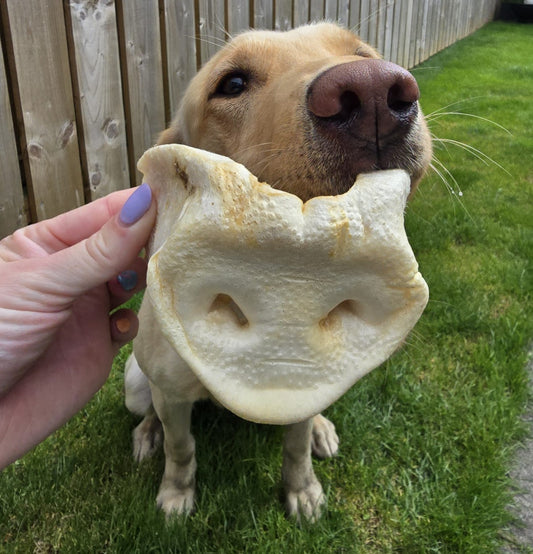 Puffed Pig Snouts