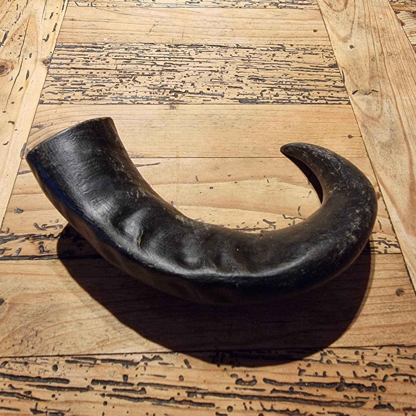 Buffalo Horn