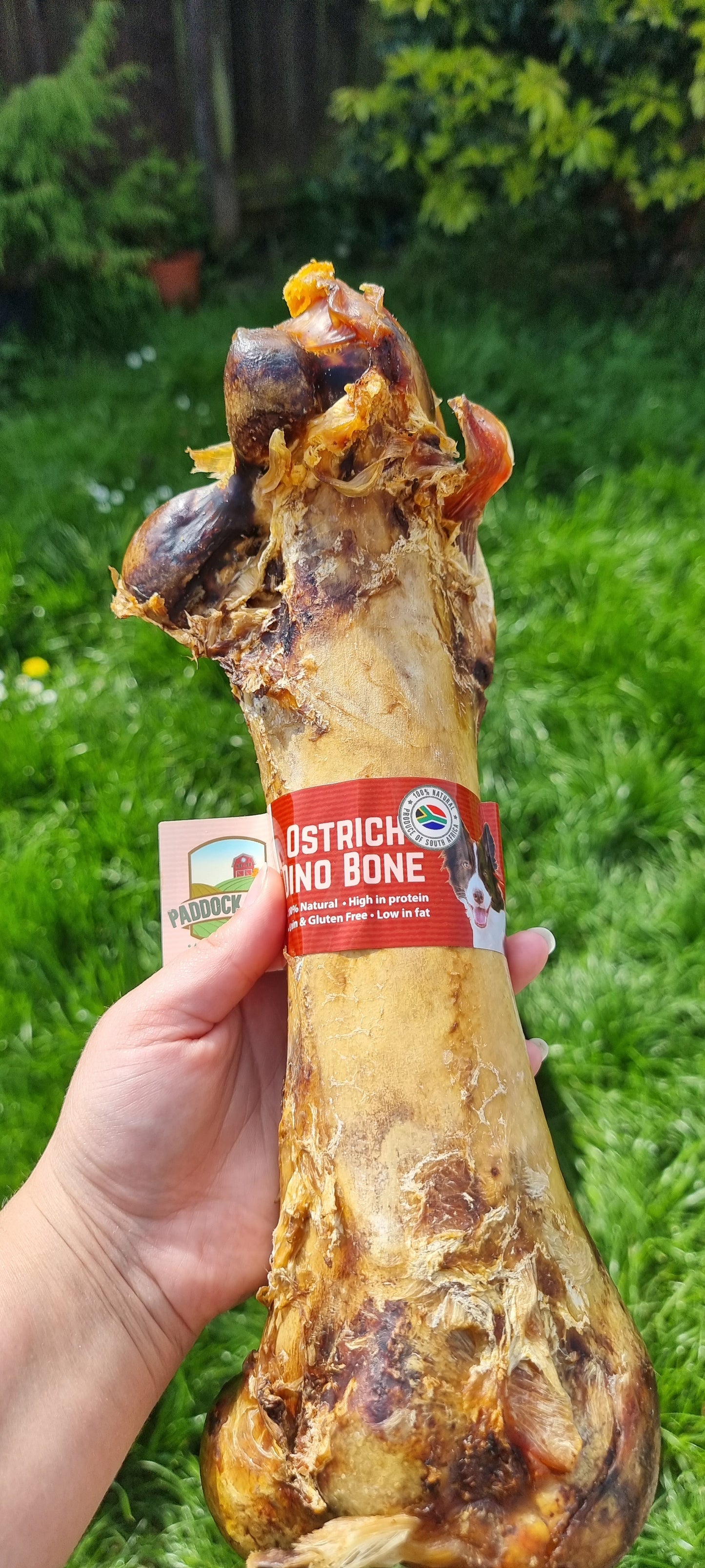 Ostrich 'Dino' Bone