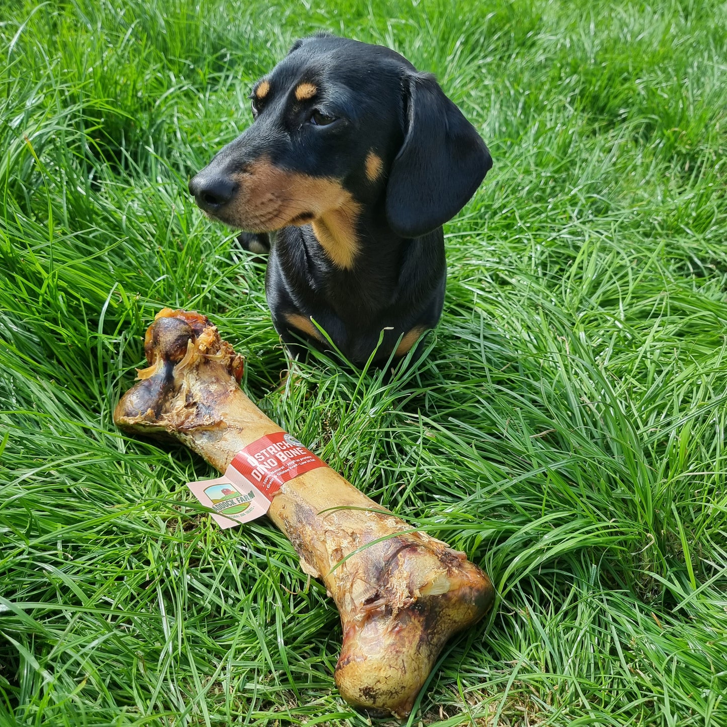 Ostrich 'Dino' Bone