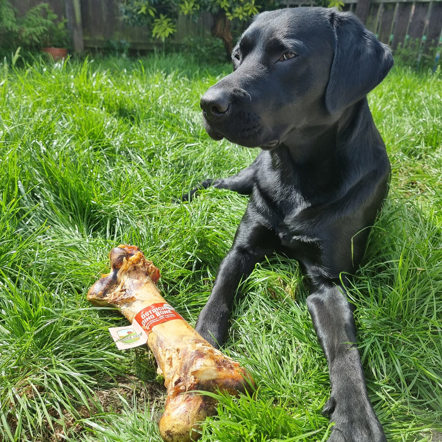 Ostrich 'Dino' Bone