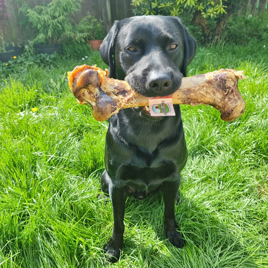 Ostrich 'Dino' Bone