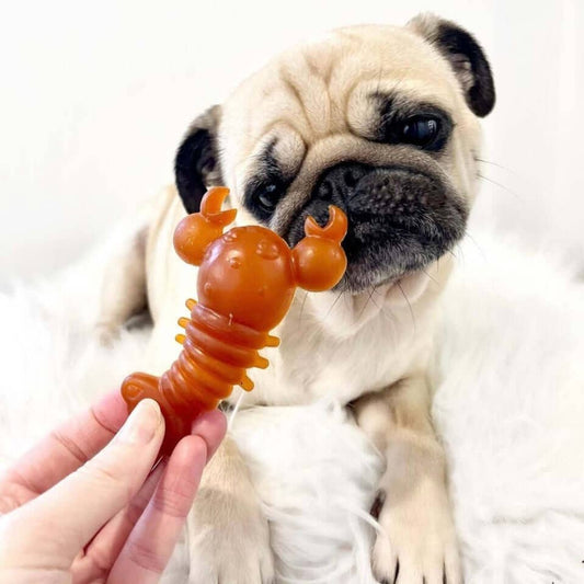 Carrot & Pumpkin Lobster