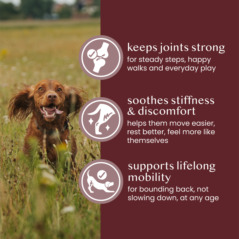 Joint Support Powder - Pure & Natural