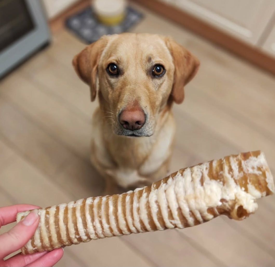 Trachea