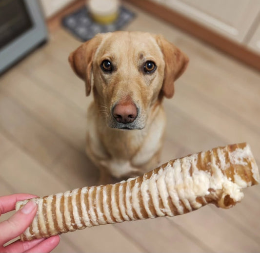 Trachea