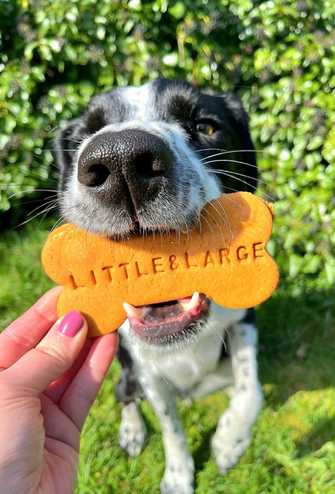 Dog treat on sale on nose trick