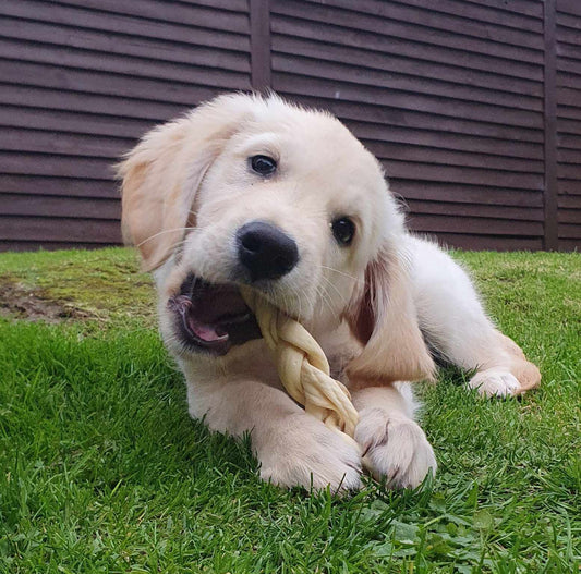 Lamb Braid