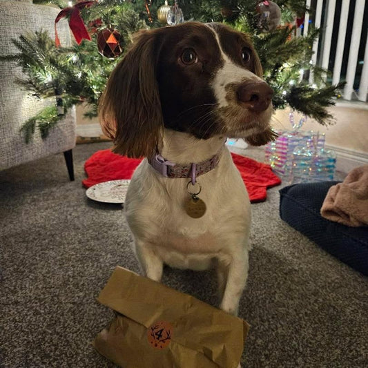The Large Advent Calendar