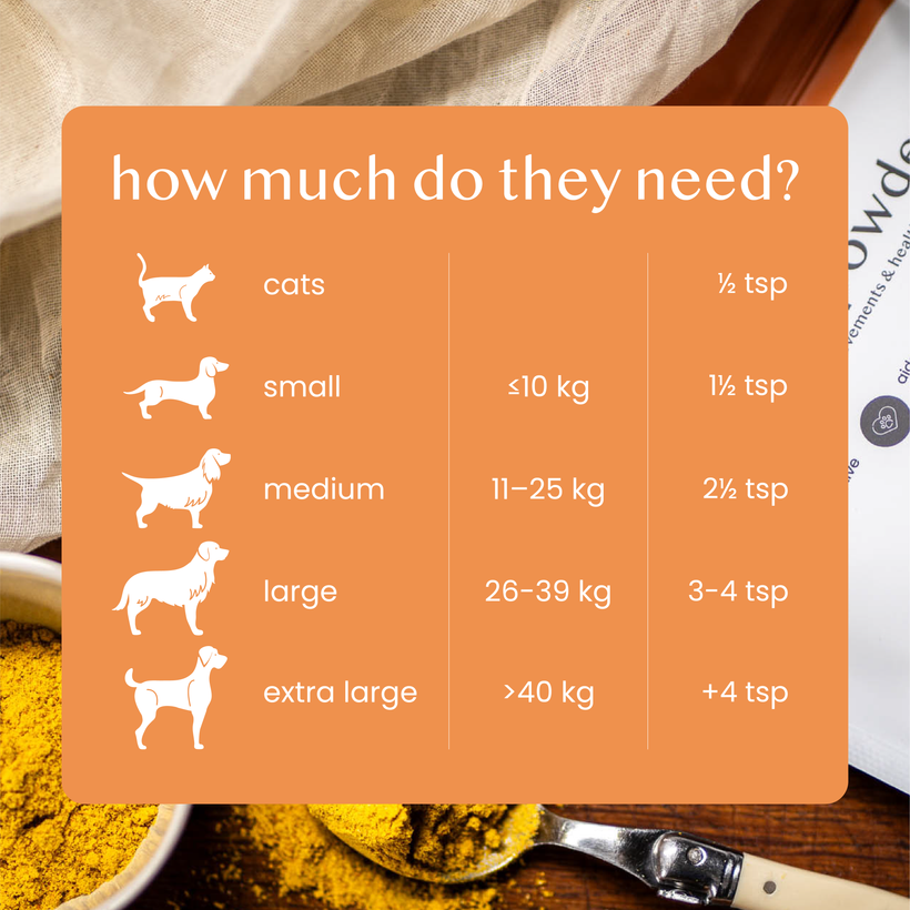 Pumpkin Powder